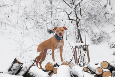 Cute ginger dog on logs in snowy forest