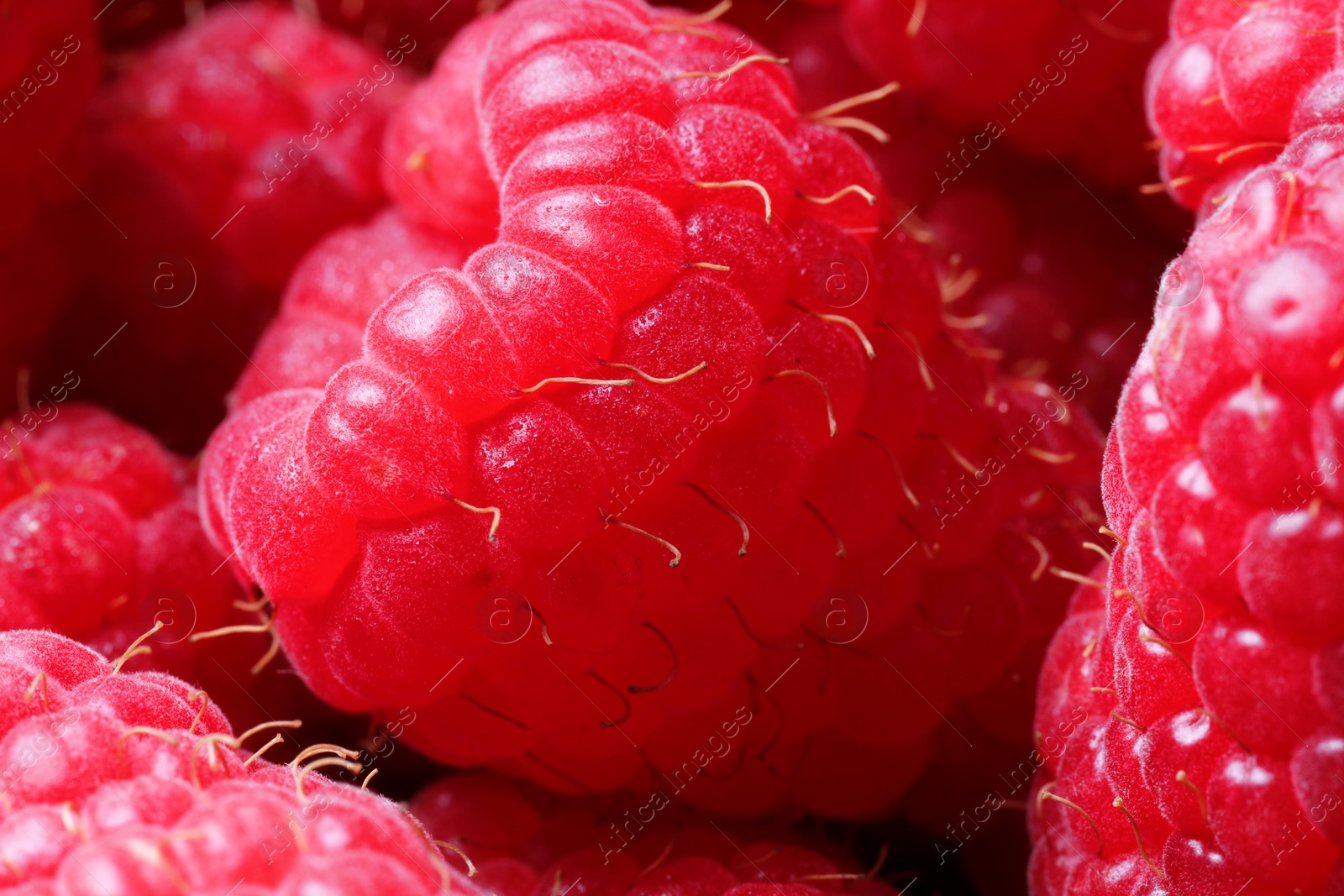 Photo of Many fresh ripe raspberries as background, closeup