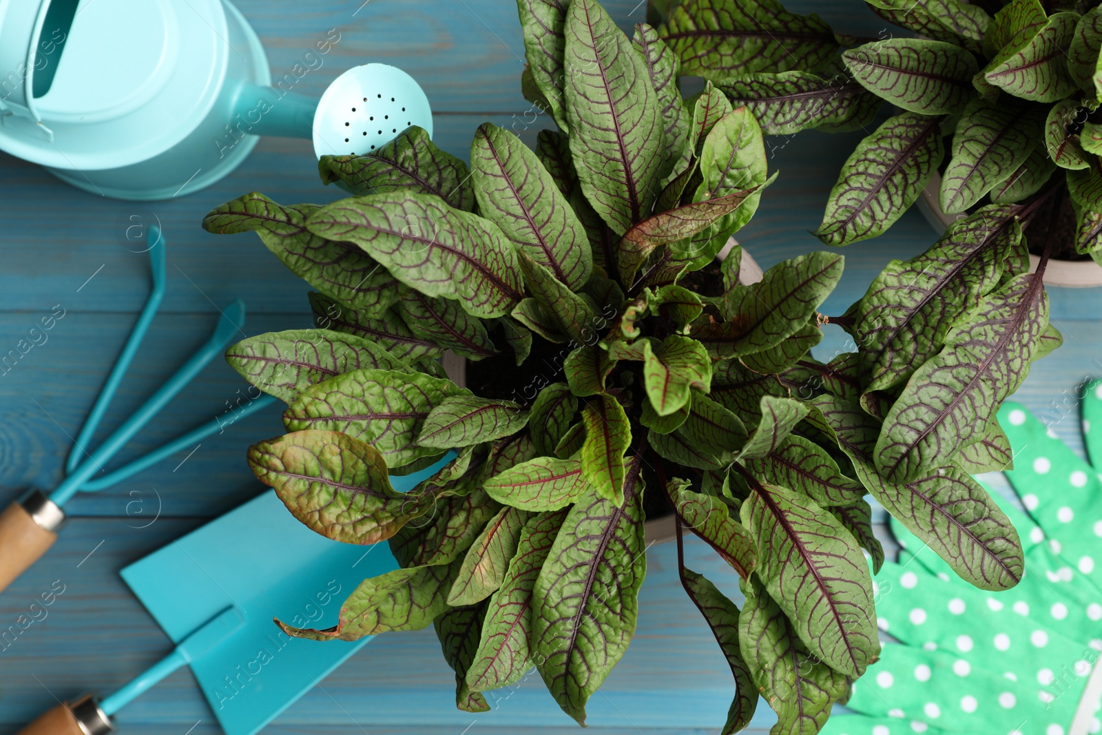 Photo of Potted sorrel plants and gardening tools on light blue wooden table, flat lay