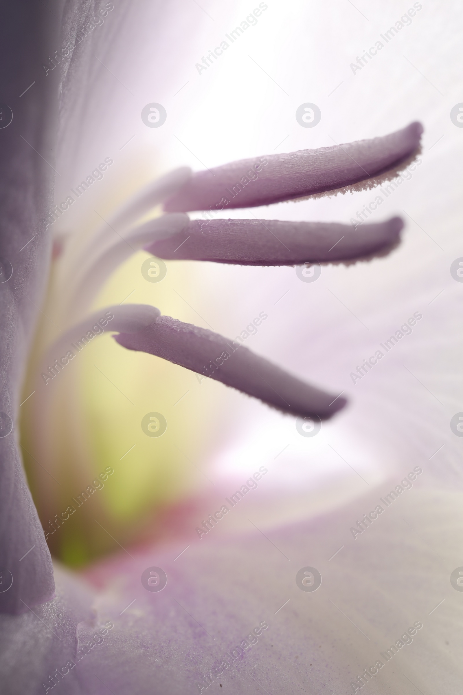 Photo of Beautiful lilac Gladiolus flower as background, macro view