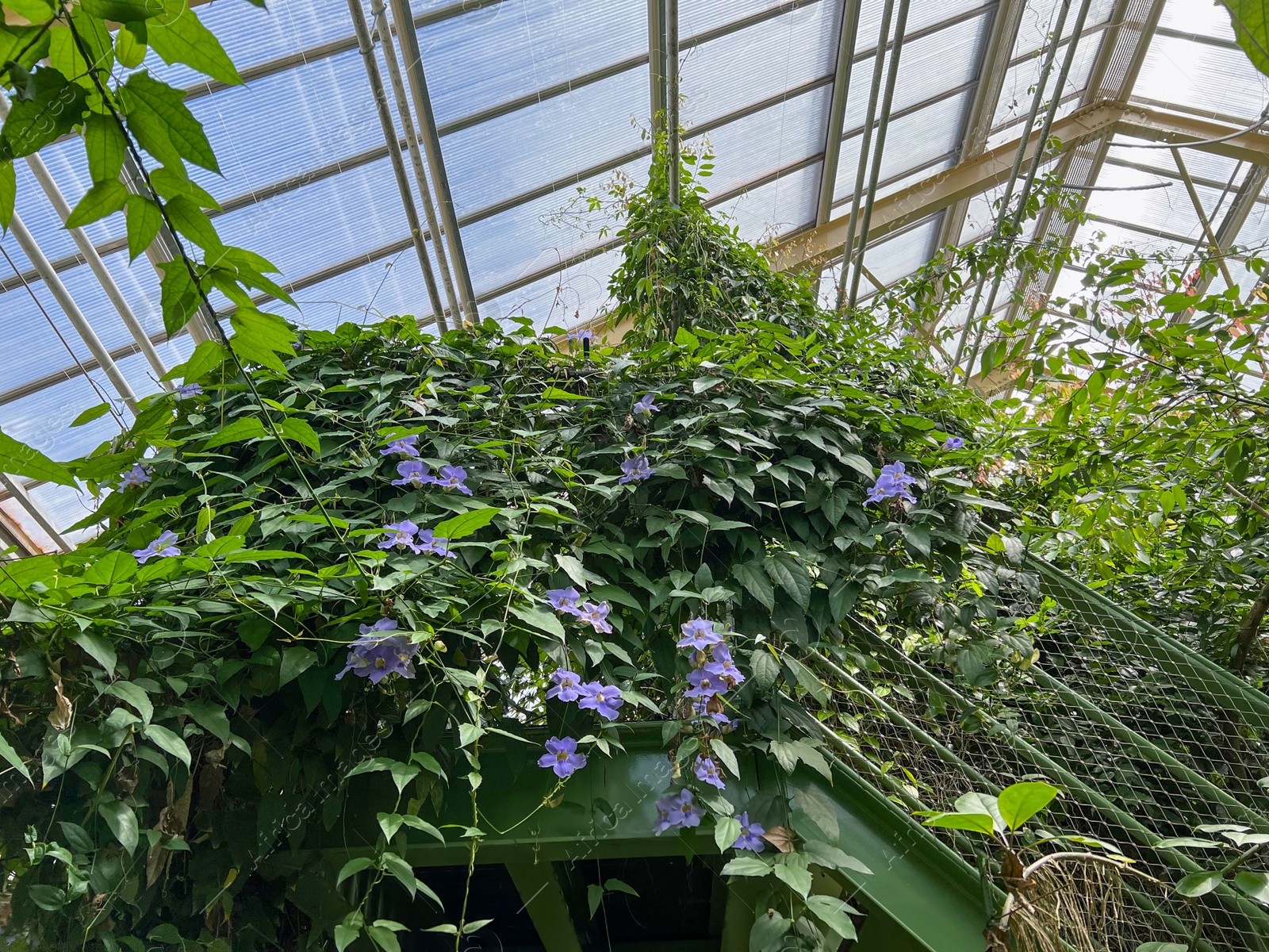 Photo of Beautiful blooming morning glory plants in greenhouse on sunny day