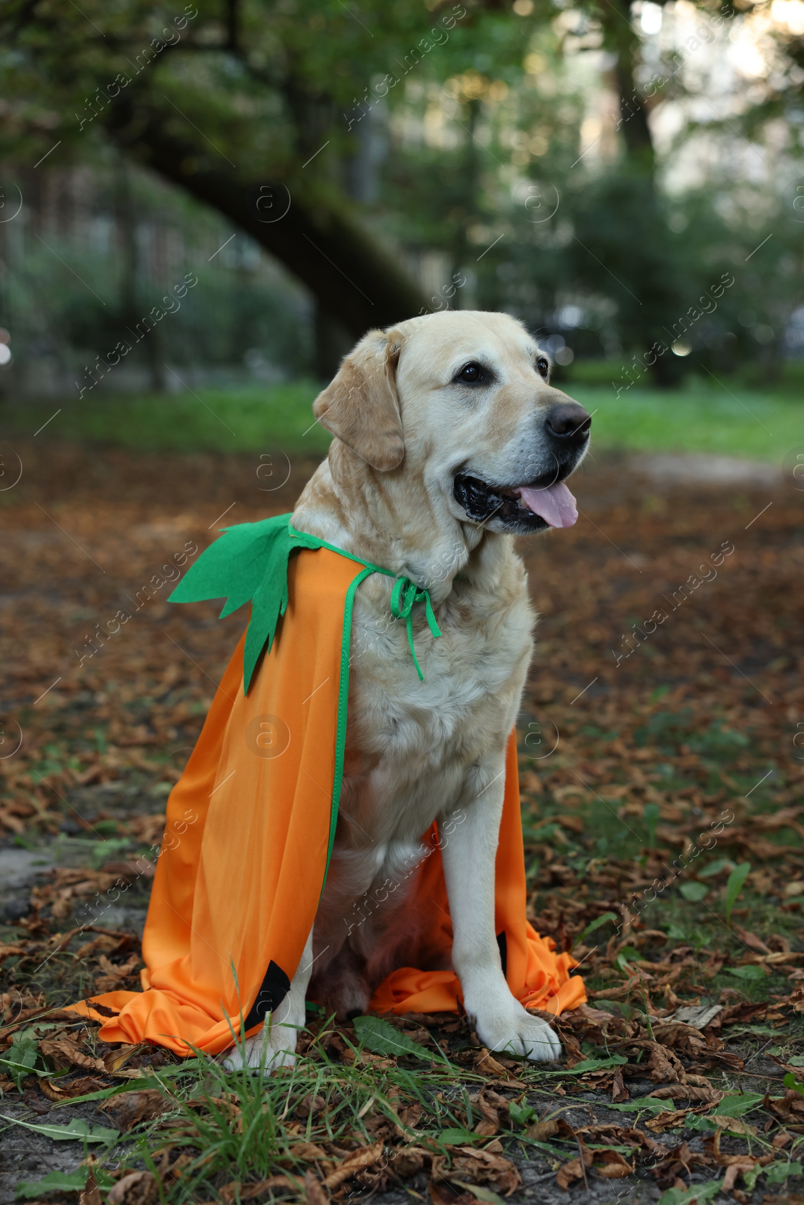 Photo of Cute Labrador Retriever dog wearing Halloween costume sitting in autumn park