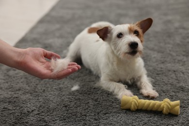 Photo of Pet shedding. Man showing pile of dog's hair to cute Jack Russell Terrier at home, closeup