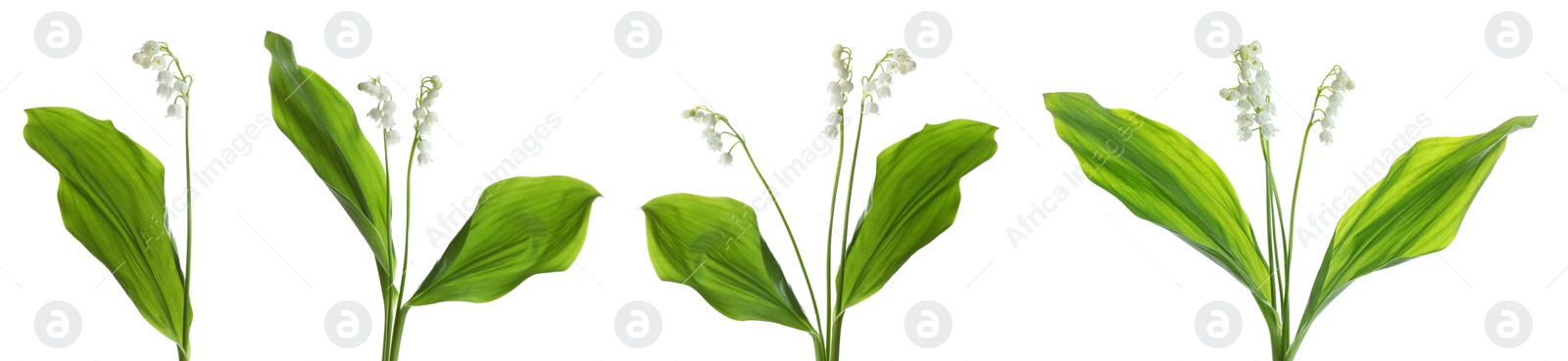 Image of Collage with beautiful lilies of the valley on white background. Banner design