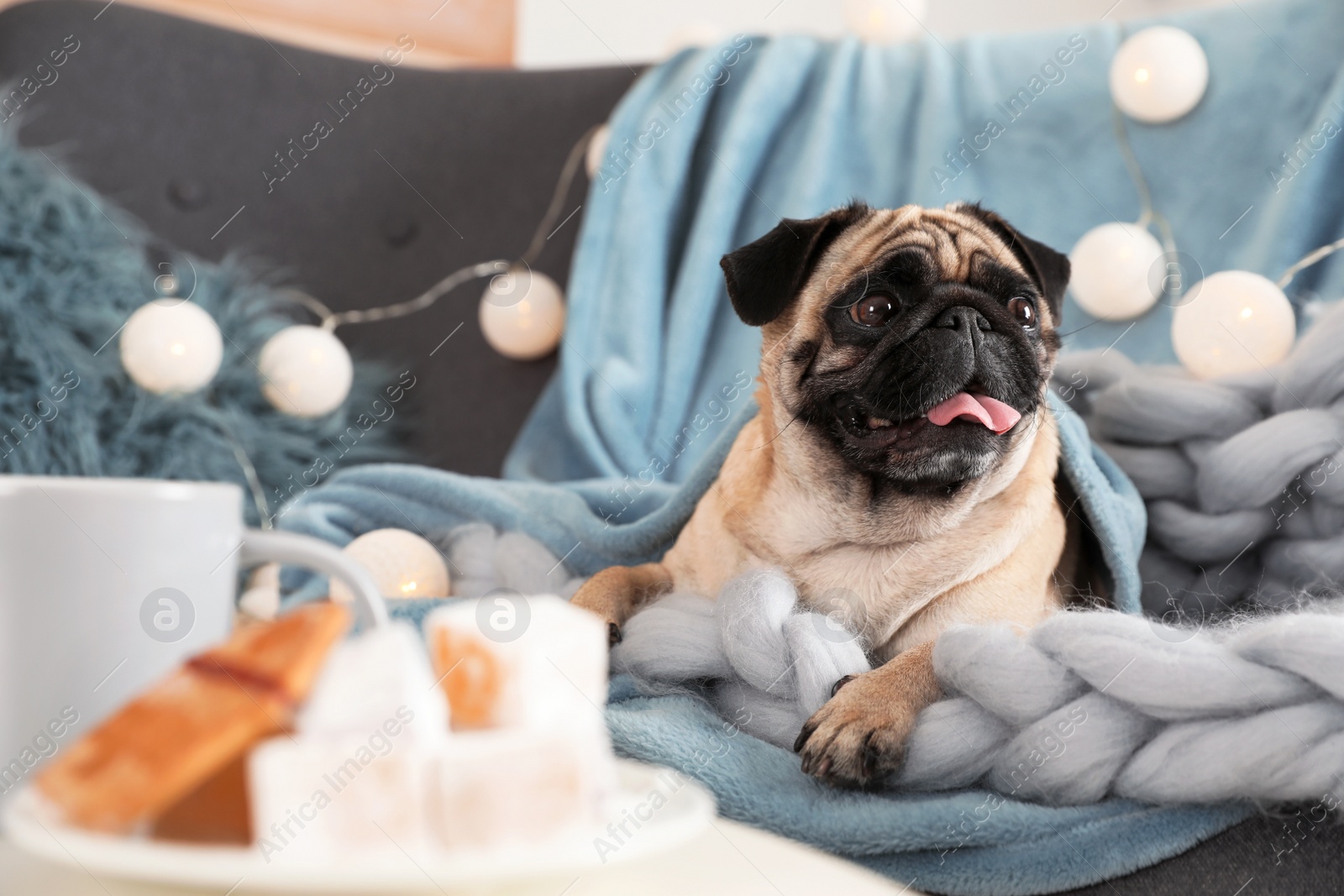 Photo of Cute pug dog with blankets on sofa at home. Warm and cozy winter