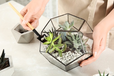 Young woman making florarium of different succulents at table, closeup