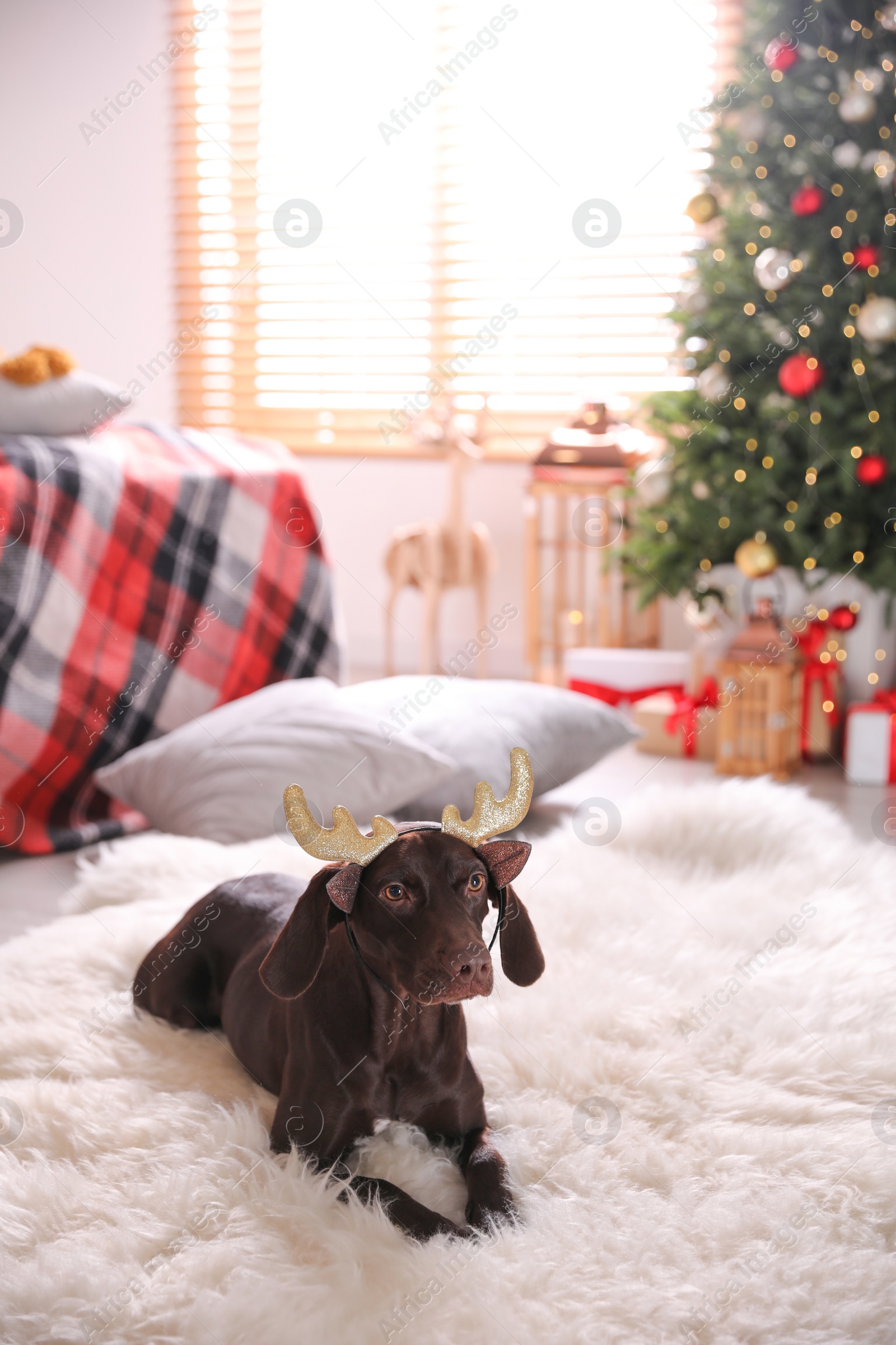 Photo of Cute dog wearing reindeer headband in room decorated for Christmas