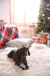 Photo of Cute dog wearing reindeer headband in room decorated for Christmas