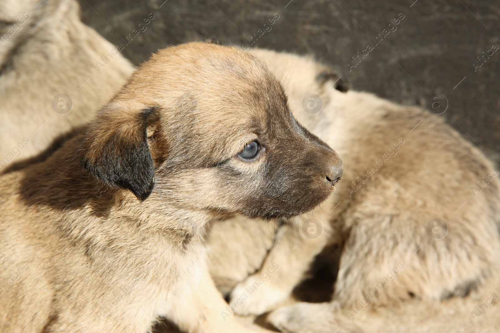 Photo of Stray puppies outdoors on sunny day, closeup. Baby animal