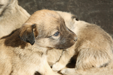 Stray puppies outdoors on sunny day, closeup. Baby animal
