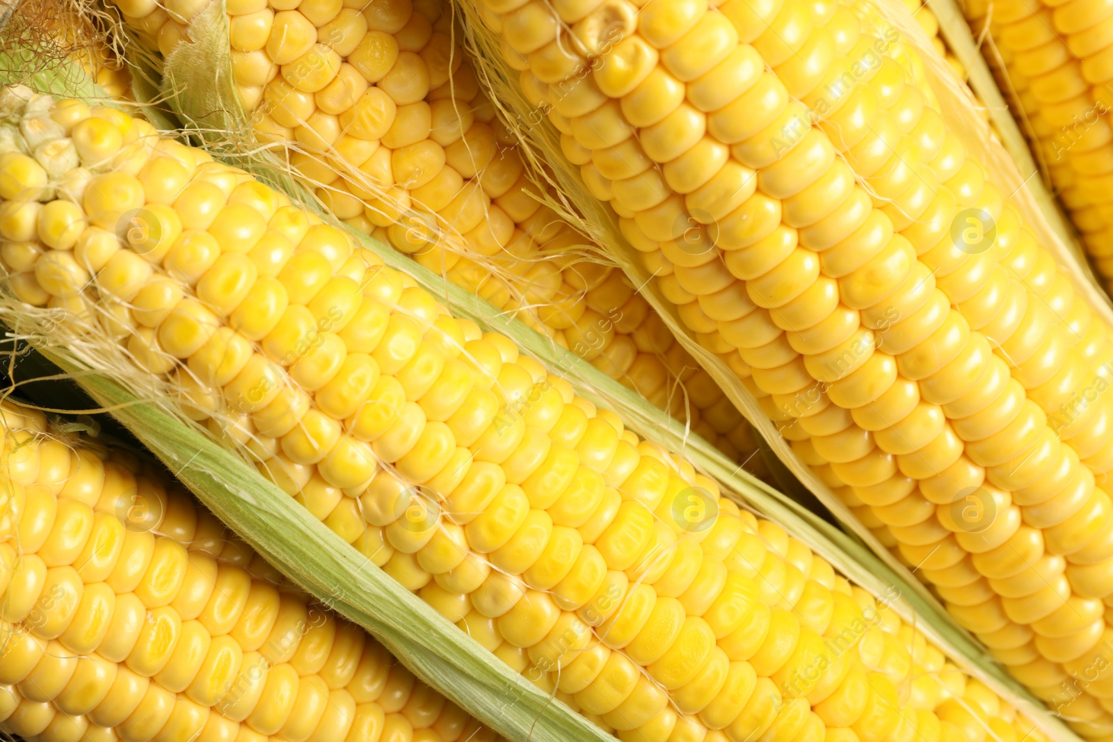 Photo of Tasty sweet corn cobs as background, top view