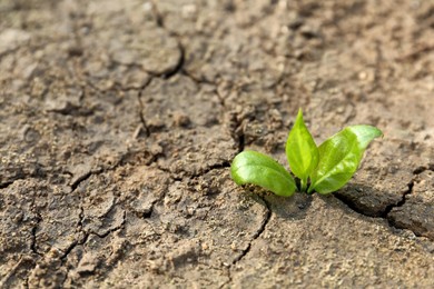 Photo of Young green seedling growing in dry soil on spring day, closeup. Hope concept