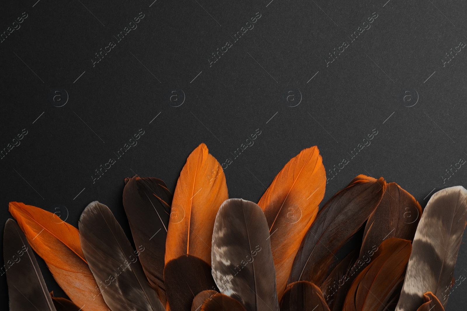 Photo of Many different bird feathers on black background, flat lay. Space for text