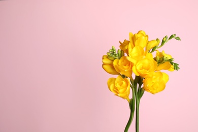 Beautiful yellow freesia flowers on pink background. Space for text