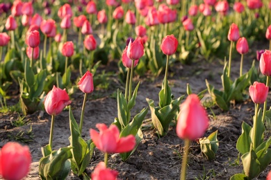 Field with fresh beautiful tulips. Blooming spring flowers