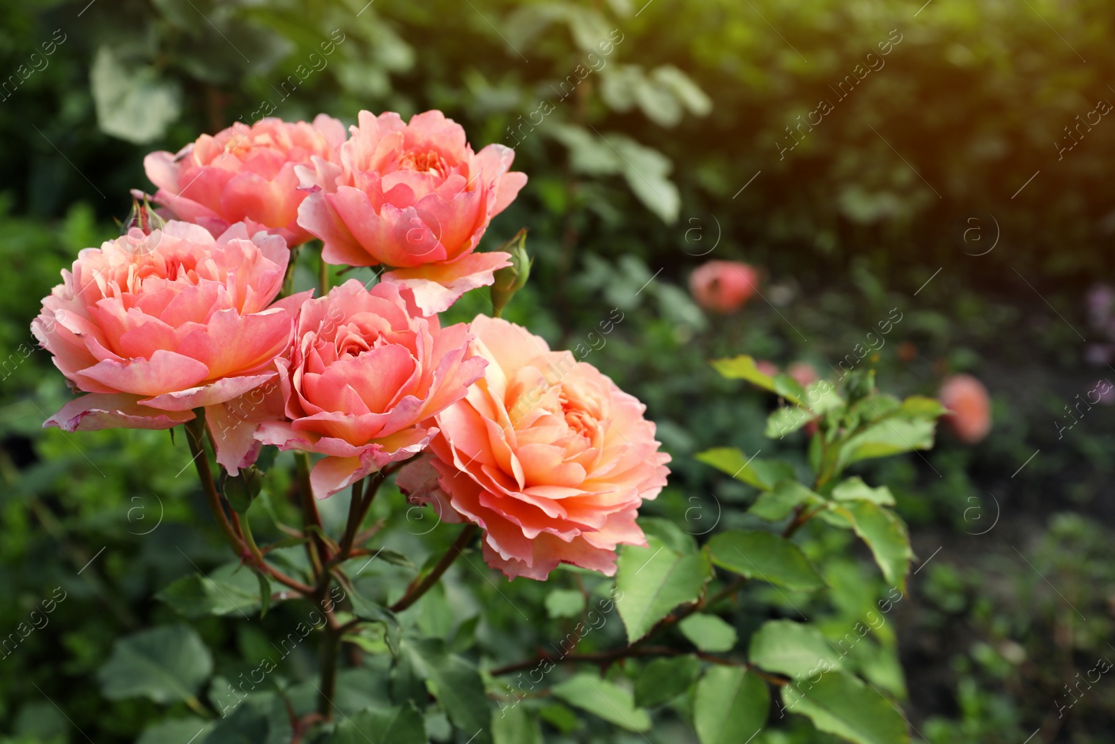 Photo of Beautiful blooming coral roses on bush outdoors. Space for text