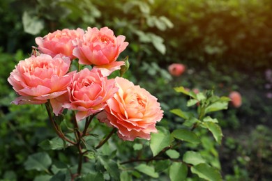 Photo of Beautiful blooming coral roses on bush outdoors. Space for text