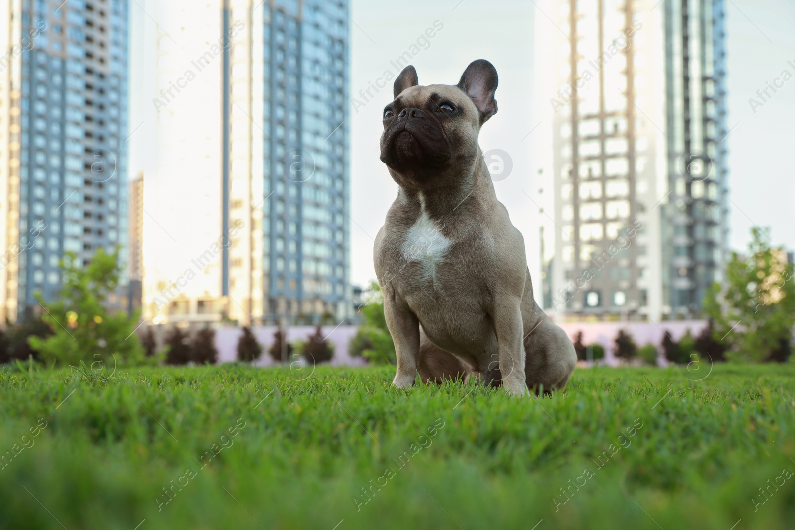 Photo of Cute French bulldog on green grass outdoors., space for text. Lovely pet