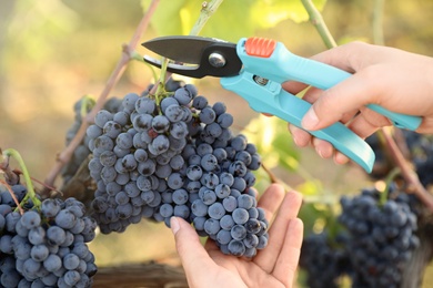 Photo of Woman with shears picking ripe grapes in vineyard, closeup