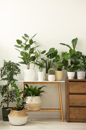 Many different potted houseplants near white wall indoors