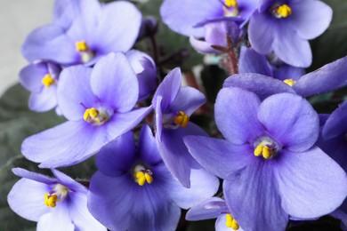 Photo of Beautiful violet flowers, closeup. Plant for house decor