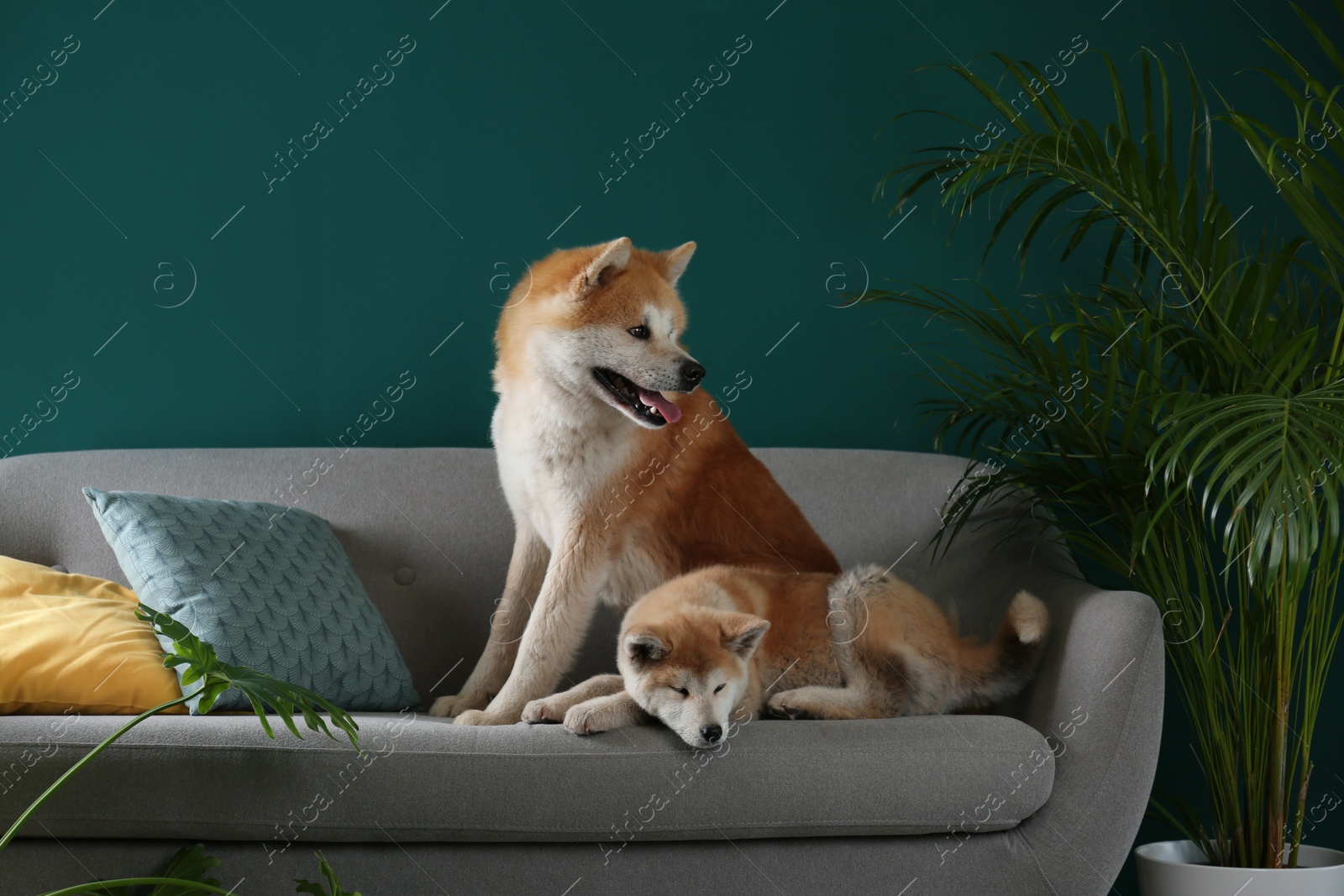 Photo of Cute Akita Inu dogs on sofa in room with houseplants