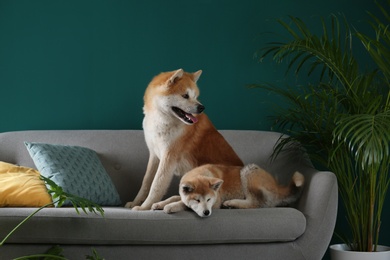 Photo of Cute Akita Inu dogs on sofa in room with houseplants