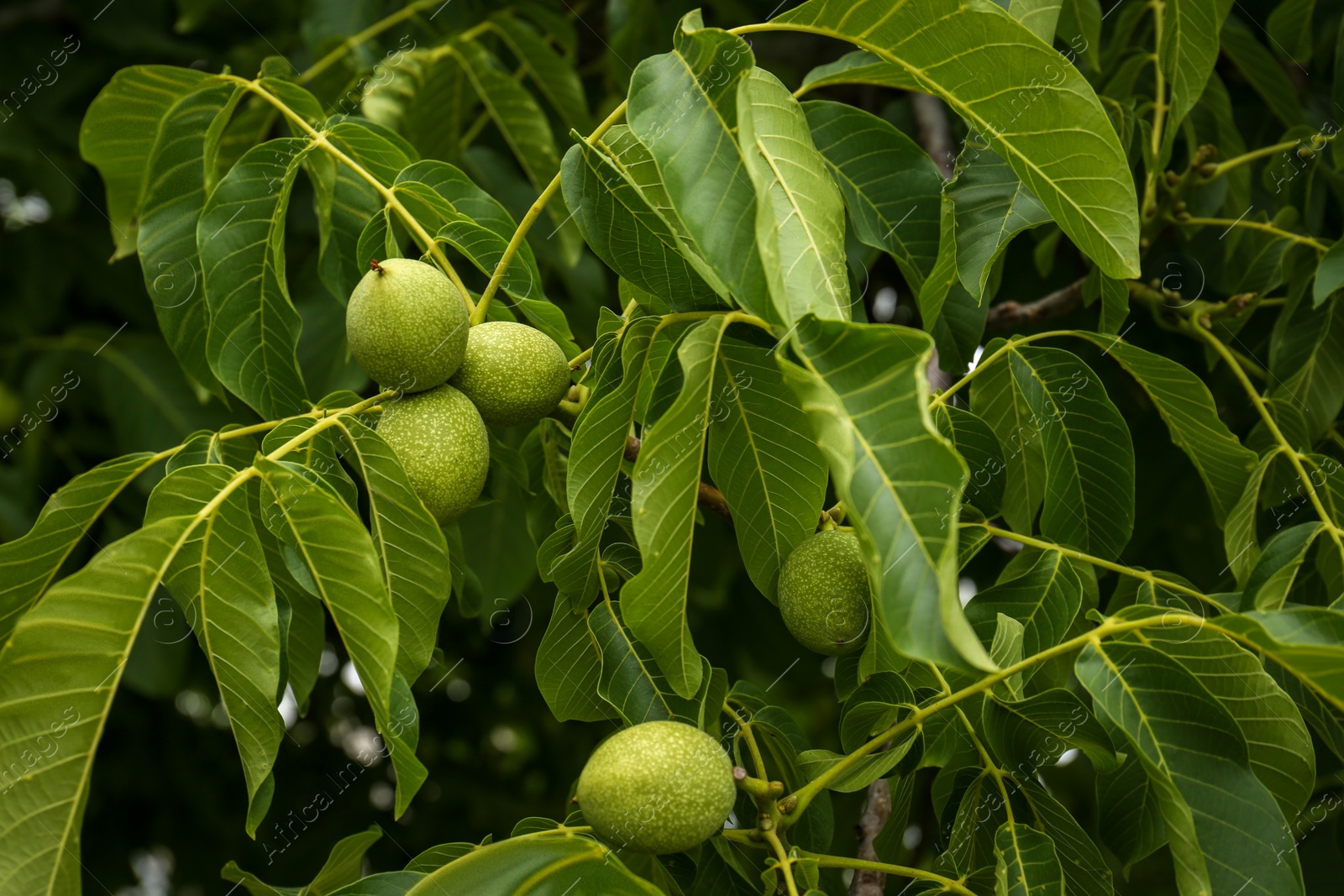 Photo of Green unripe walnuts on tree branches outdoors