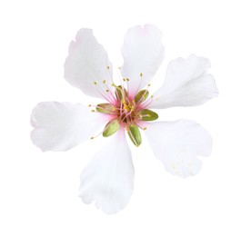 Beautiful spring tree blossom isolated on white