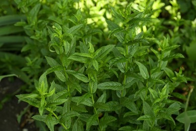 Beautiful mint with lush green leaves growing outdoors