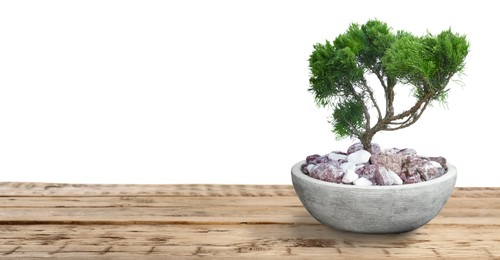 Image of Beautiful bonsai tree in pot on wooden table against white background. Banner design