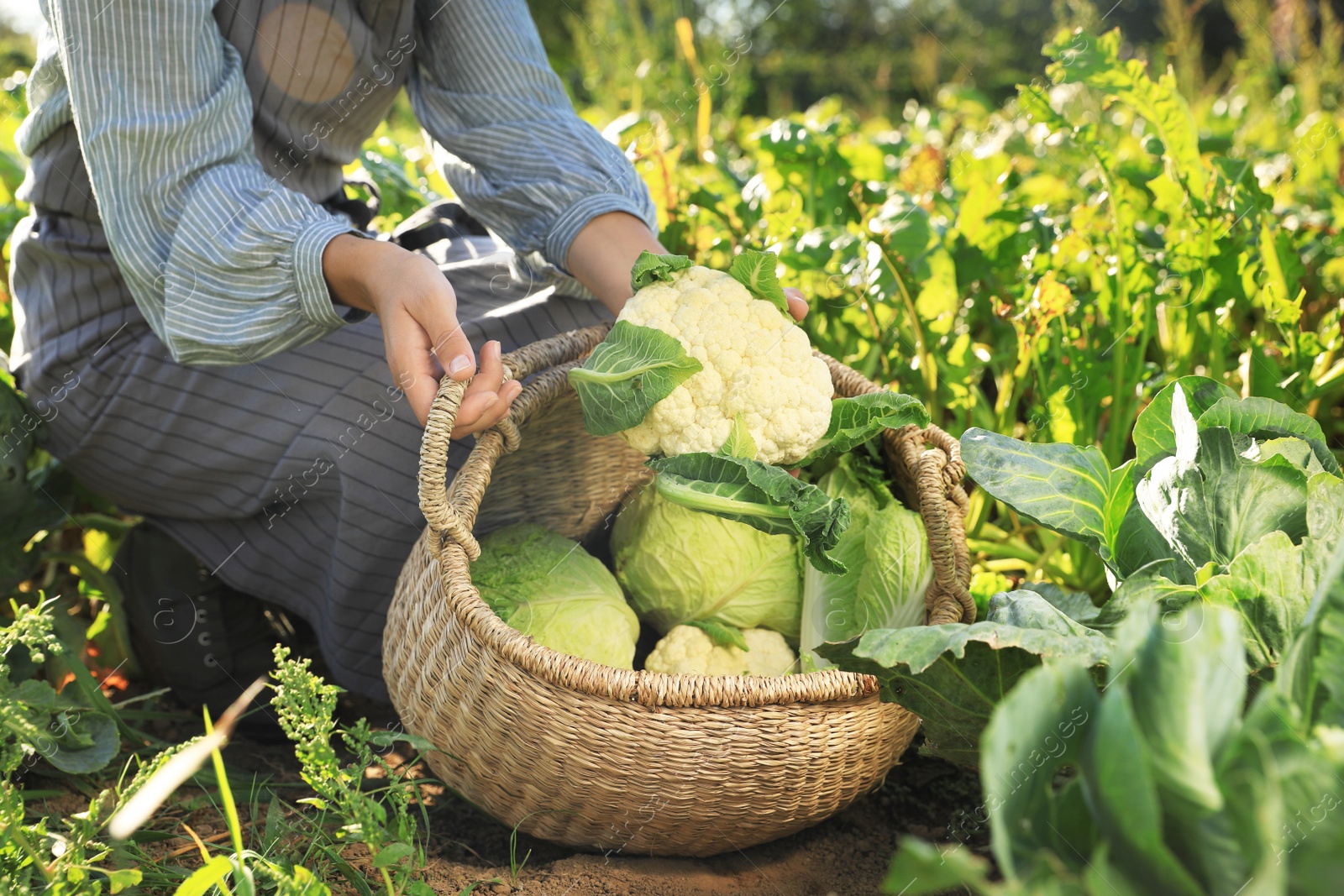 Photo of Woman harvesting fresh ripe cabbages on farm, closeup