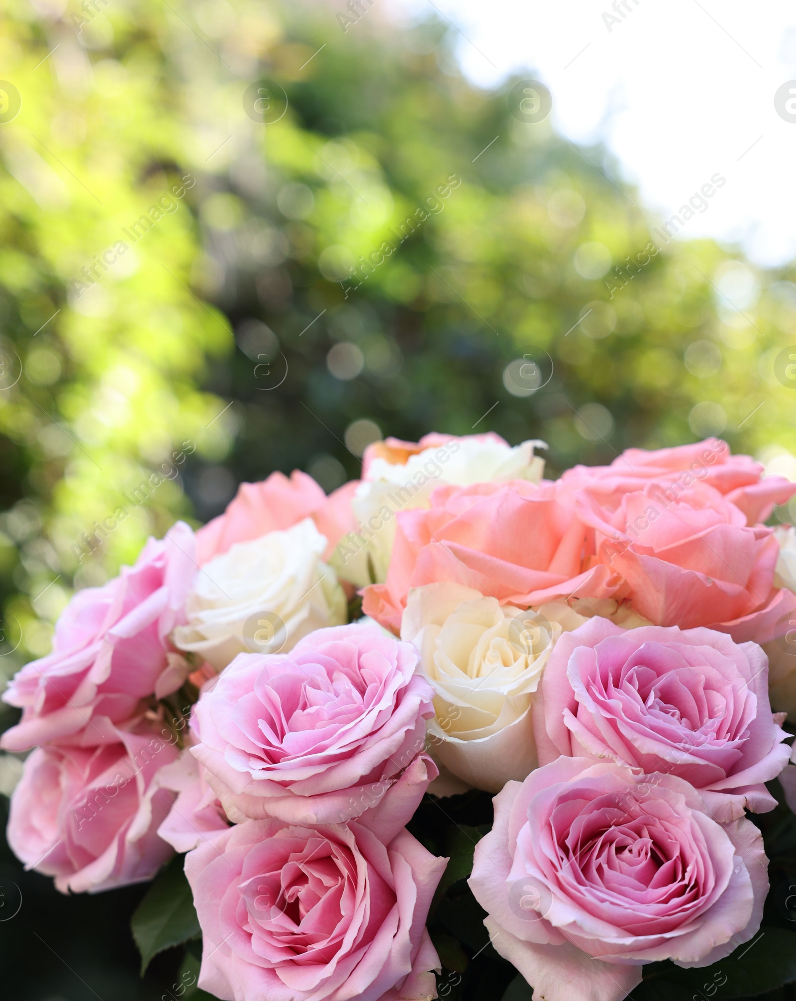 Photo of Beautiful bouquet of aromatic roses outdoors, closeup. Space for text