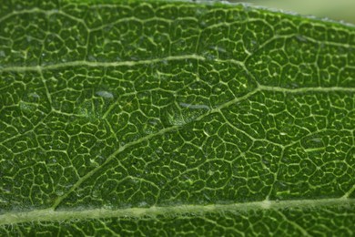 Photo of Texture of green leaf as background, macro view