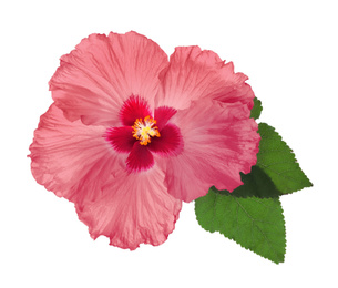 Beautiful tropical hibiscus flower isolated on white