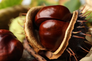 Photo of Closeup view of horse chestnut in husk