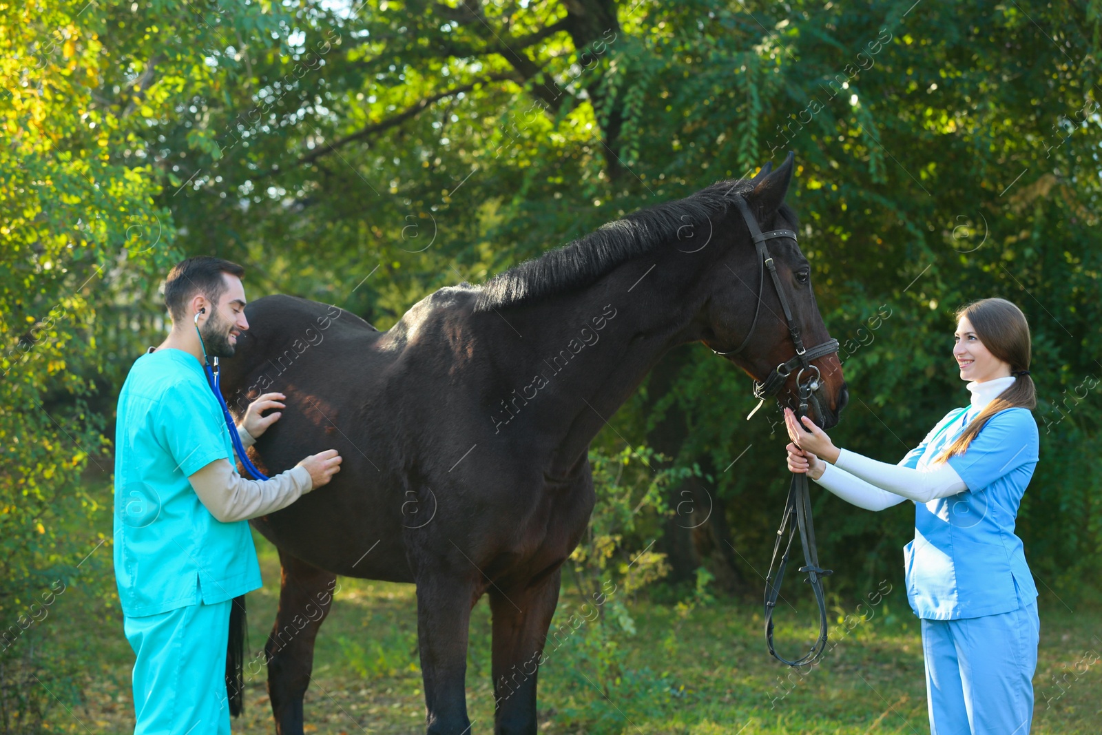 Photo of Veterinarians in uniform examining beautiful brown horse outdoors