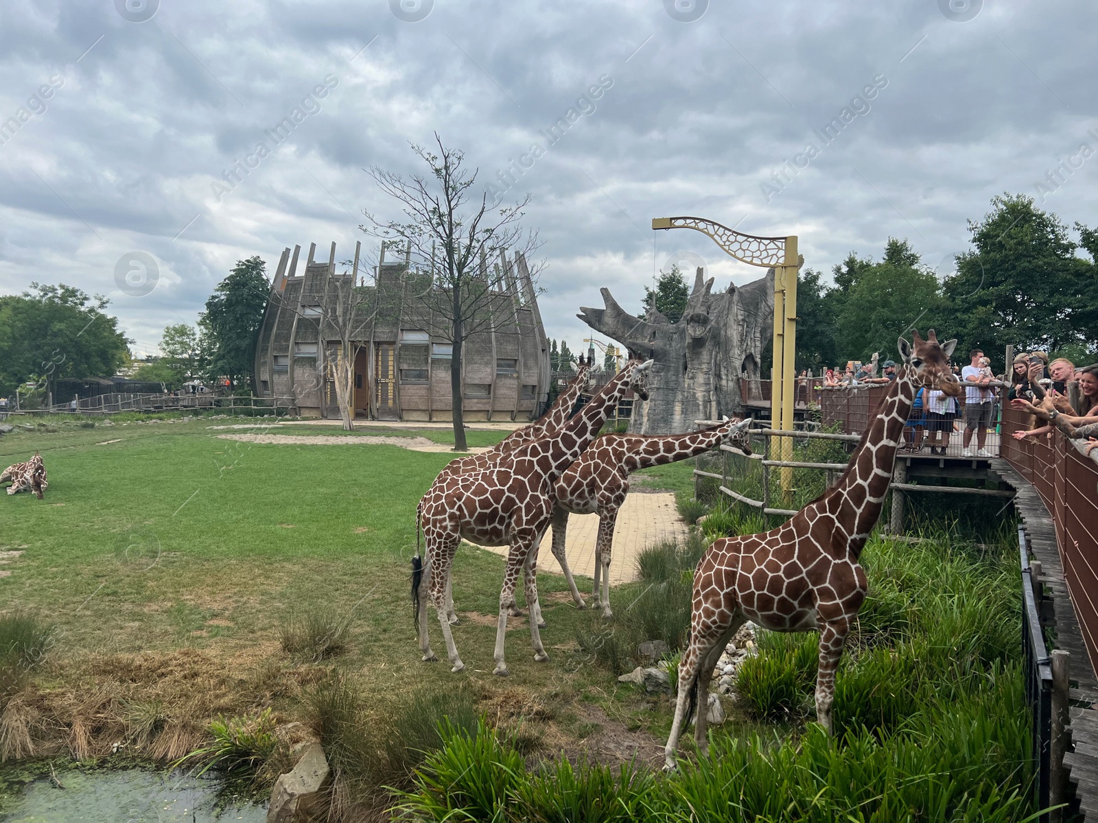 Photo of Rotterdam, Netherlands - August 27, 2022: Group of beautiful giraffes in zoo enclosure