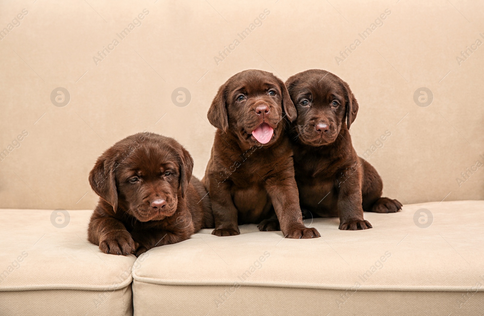 Photo of Chocolate Labrador Retriever puppies on soft sofa