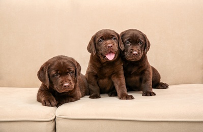 Chocolate Labrador Retriever puppies on soft sofa