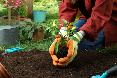 Photo of Woman holding pepper plant over soil in garden, closeup. Space for text