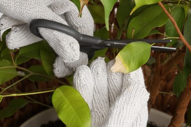 Woman cutting damaged leaf from houseplant indoors, closeup