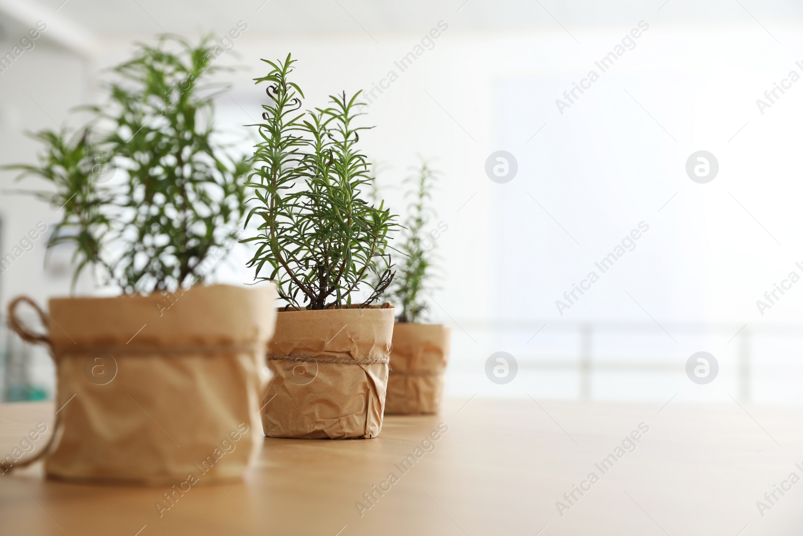 Photo of Potted green rosemary plants on wooden table indoors. Space for text