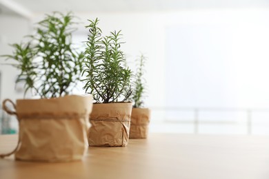 Potted green rosemary plants on wooden table indoors. Space for text