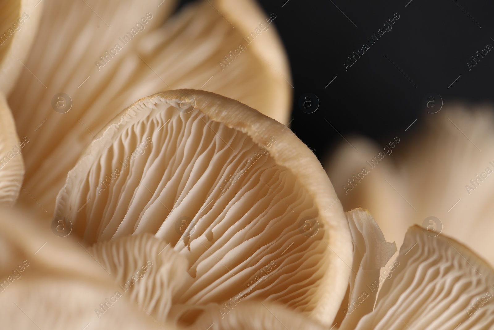 Photo of Fresh oyster mushrooms on black background, macro view