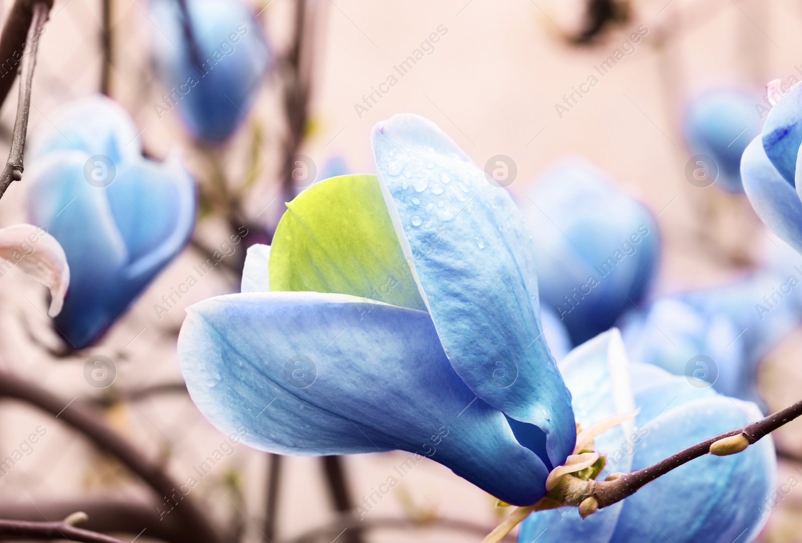 Image of Beautiful delicate magnolia Blue Opal tree outdoors, closeup. Spring season