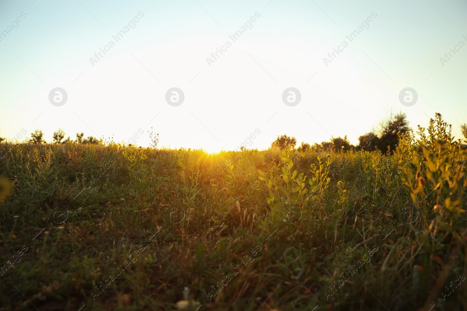 Photo of Beautiful field at sunrise. Early morning landscape