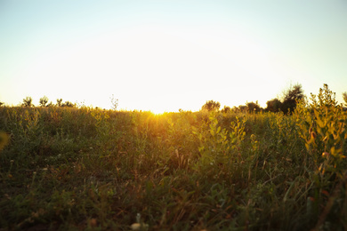 Photo of Beautiful field at sunrise. Early morning landscape