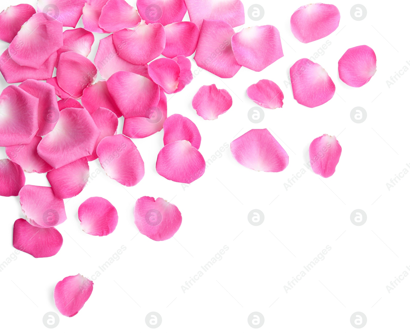 Photo of Many pink rose petals on white background, top view