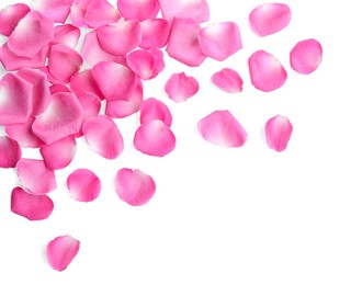 Many pink rose petals on white background, top view